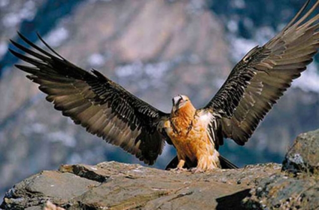  aigle aux ailes ouvertes 